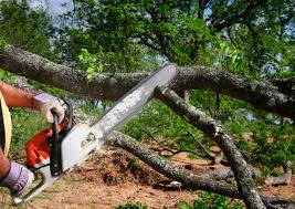 Reliable Plano, IL Tree Removal and Landscaping Services Solutions